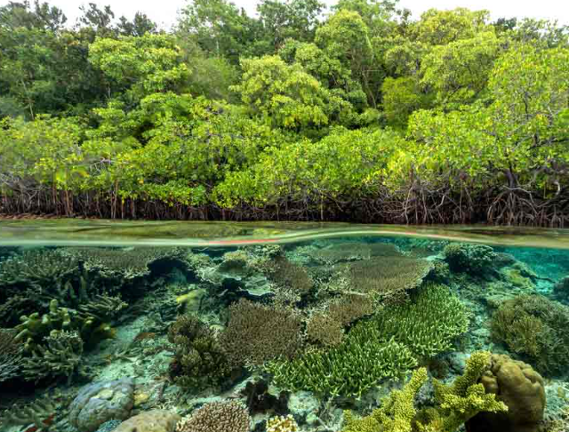 Karbon Biru, Potensi Raksasa Indonesia untuk Menyimpan Karbon dan Dorong Ekonomi Hijau